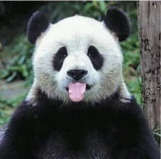 😝 panda, animal, tongue, mammal, bear telegram sticker