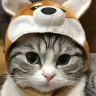 🦮 cat, cute, animal, hat, pet whatsapp sticker