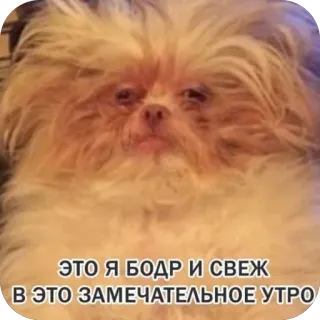 🫥 ЭТО Я БОДР И СВЕЖ В ЭТО ЗАМЕЧАТЕЛЬНОЕ УТРО telegram sticker