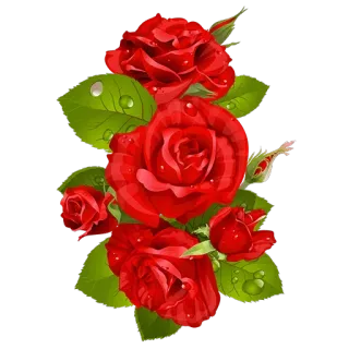 🌹 rose, flower, red, floral, nature, roses whatsapp sticker