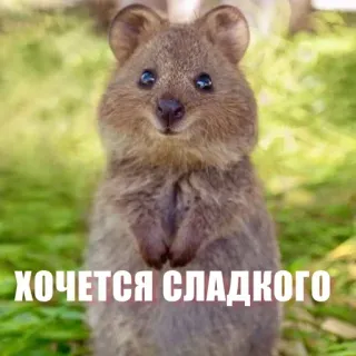 😃 ХОЧЕТСЯ СЛАДКОГО quokka, animal, cute, meme, sweet, food telegram sticker