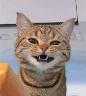 Cat funny telegram stickers