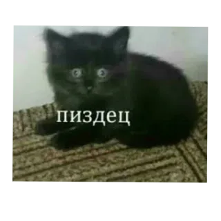🐱 пиздец gato, gatito, meme, gato negro telegram sticker