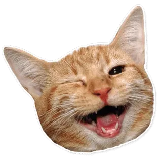 😜 cat, orange, happy, animal, pet, kitten telegram sticker