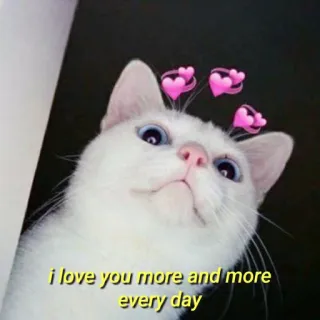 💛 i love you more and more every day gato, amor, corações, carinhoso, fofo, animal de estimação, animal telegram sticker