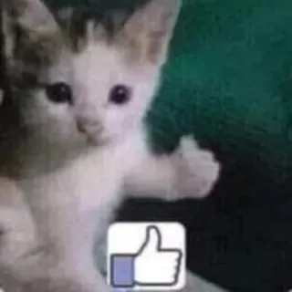 😂 猫, 子猫, いいね, いいね, 動物, ミーム, ネットミーム whatsapp sticker