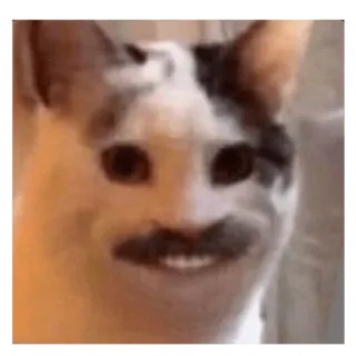 😬 cat, meme, animal, funny, mustache, face telegram sticker