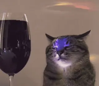 😐 Katze, Wein, Alkohol, Tier, Haustier, Glas whatsapp sticker
