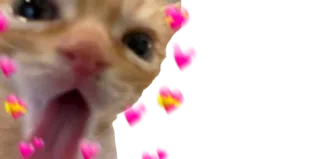 🥰 gato, corações, meme, fofo, animal telegram sticker