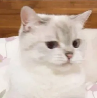 😑 gatto, gattino, animale domestico, animale, gatto bianco, gatto grigio telegram sticker