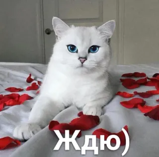 😌 ЖДЮ) mèo, mèo trắng, thú cưng, động vật, cánh hoa hồng, văn bản Nga telegram sticker