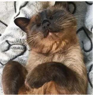 😴 кот, спящий, милый, домашнее животное, сиамский кот, питомец, отдыхающий, кошачий telegram sticker