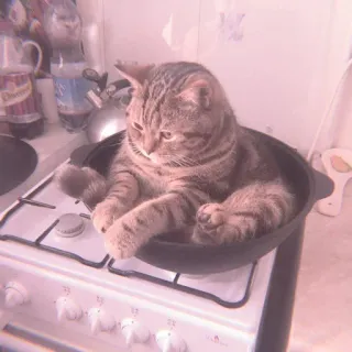 🐈 cat, stove, kitchen, animal, pet whatsapp sticker