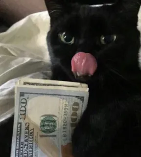 🤫 cat, money, black cat, hundred dollar bills, wealth, tongue telegram sticker
