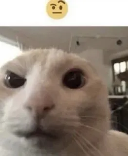 🤨 chat, mème, confus, animal, animal de compagnie telegram sticker