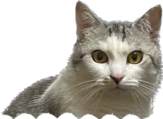 😡 chat, animal, domestique, mammifère, animal de compagnie, félin whatsapp sticker