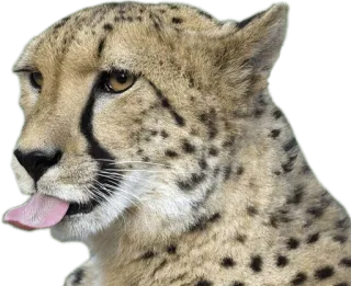 🐀 cheetah, animal, wildlife, big cat, tongue, funny whatsapp sticker