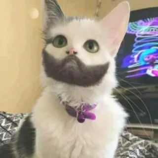 🐱 gato, gatinho, engraçado, bigode, animal de estimação, animal, fofo telegram sticker