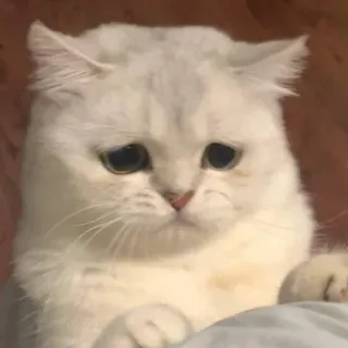 🥺 chat, triste, mignon, animal, animal de compagnie, mème telegram sticker