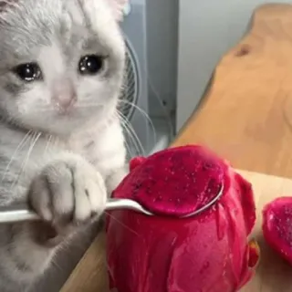 🐱 猫, 泣く, 悲しい, ドラゴンフルーツ, 食べ物, ミーム, ペット telegram sticker