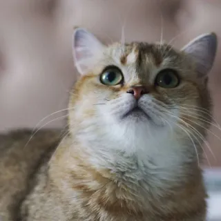 🙄 cat, animal, cute, domestic cat, pet, mammal telegram sticker