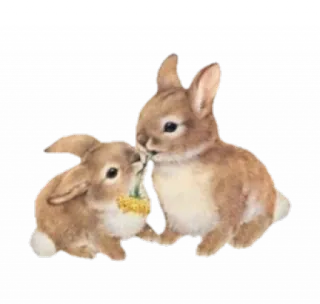 🌟 bunny, rabbit, animal, cute, nature, pet telegram sticker