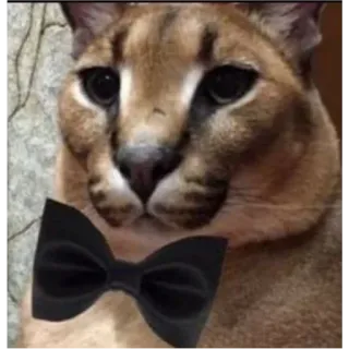 😊 Floppa cat, floppa, bow tie, animal, meme telegram sticker
