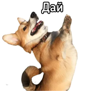 🥺 Дай hond, corgi, smeken, speels, dier, schattig telegram sticker