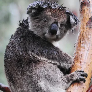 🐨 koala, australian wildlife, animal, mammal, tree, wet, rain telegram sticker