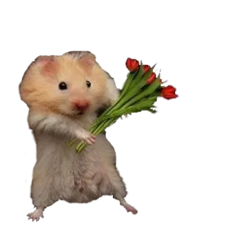 🌹 хомяк, цветы, тюльпаны, милый, животное, грызун telegram sticker