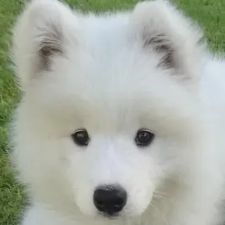 ❤️ Hund, Welpe, weißer Hund, Tier, süß, Samojede telegram sticker