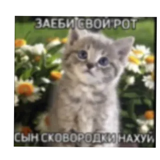 👎 ЗАЕБИ СВОЙ РОТ
СЫН СКОВОРОДКИ НАХУЙ 고양이, 새끼 고양이, 불쾌한 표현, 러시아어, 꽃 telegram sticker