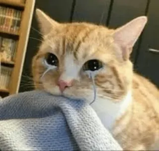 😩 猫, 悲しい, 泣く, 涙, ペット, 動物 telegram sticker