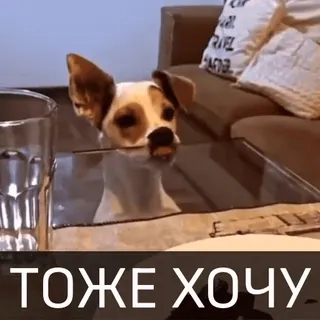 🙂 ТОЖЕ ХОЧУ cane, tavolo, voglio, animale domestico telegram sticker