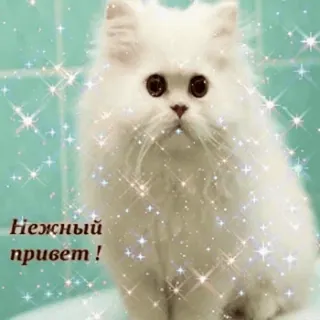 👋 Нежный привет! gato, fofo, brilho, animal, animal de estimação, gatinho telegram sticker