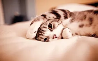 💤 cat, kitten, cute, pet, animal, sleepy, adorable, feline telegram sticker