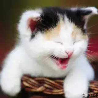😆 kot, kociak, słodki, zwierzę domowe, zwierzę, koszyk telegram sticker