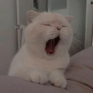 😴 แมว, หาว, สัตว์, น่ารัก, สัตว์เลี้ยง whatsapp sticker