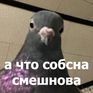 😐 а что собсна смешнова นกพิราบ, นก, มีม, รัสเซีย, สัตว์, ตลก telegram sticker