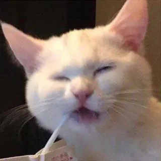 💎 cat, white cat, animal, meme whatsapp sticker