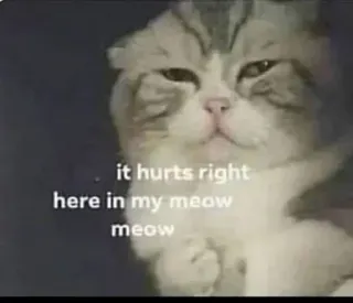 🐈 it hurts right here in my meow meow chat, mème, triste, blessé, miaou, animal de compagnie, animal whatsapp sticker