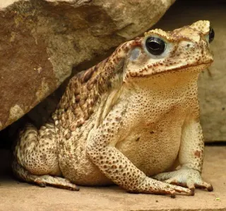 😅 crapaud, grenouille, amphibien, animal, faune whatsapp sticker