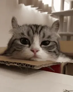 ๐ kucing, kotak, hewan, peliharaan, binatang peliharaan telegram sticker
