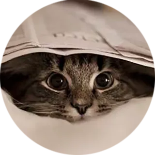 😌 gatto, animale, carino, animale domestico, felino whatsapp sticker
