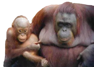 😜 猩猩, 动物, 哺乳动物, 猿, 野生动物, 动物园, 灵长类, 母亲, 宝宝 telegram sticker