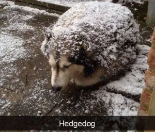 🦔 Hedgedog telegram sticker