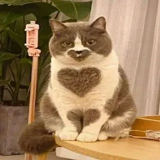 ❤️ gatto, cuore, animale, animale domestico, carino, animale domestico telegram sticker