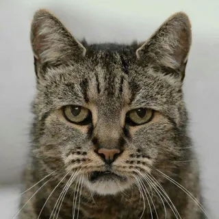 😕 gato, animal, animal de estimação, mamífero, felino, gato doméstico, gato malhado whatsapp sticker