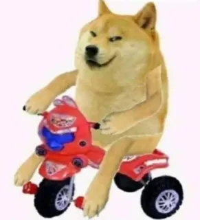 😂 Doge 狗, 表情包, 动物, 搞笑, 骑, 三轮车 telegram sticker