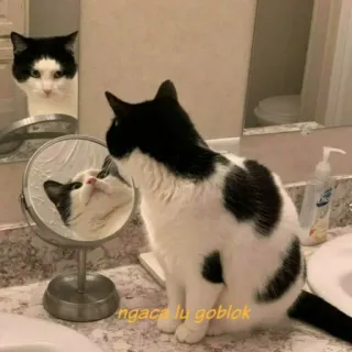 😐 ngaca lu goblok Katze, Spiegel, Reflexion, Tuxedo Katze, Beleidigung, Haustier telegram sticker